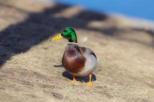 Retrato de um pato — Fotografia de Stock