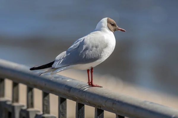 Gull on a railing closeup — Stock Photo, Image