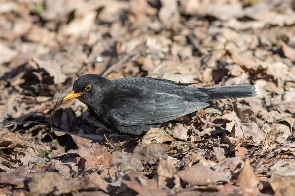 Blackbird na suchy liść — Zdjęcie stockowe