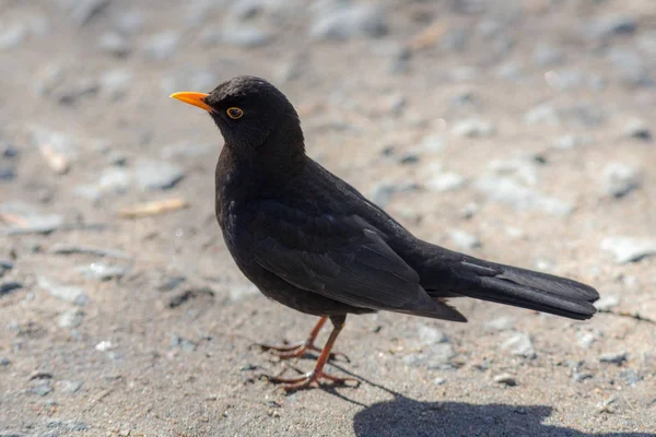 Blackbird på nära håll — Stockfoto