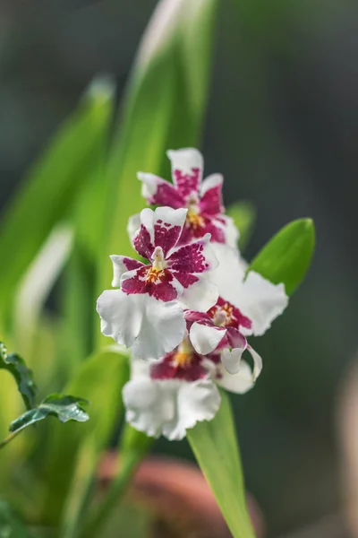 Purple white orchid — Stock Photo, Image