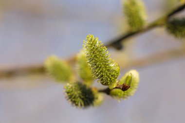 bahar söğüt dalı closeup