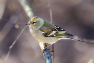 ispinoz bir şube portre üzerinde