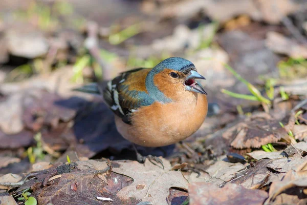 Bofink på marken närbild — Stockfoto