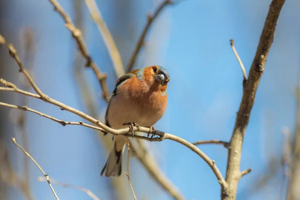 Curious chaffinch on a branch — Stock Photo, Image