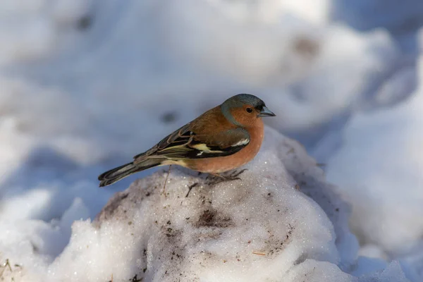 Portræt af chaffinch - Stock-foto