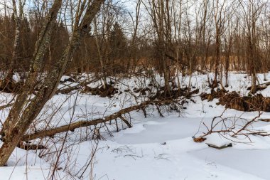 Küçük orman Nehri