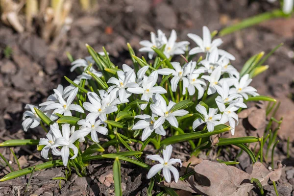 Белый chionodoxa весной — стоковое фото