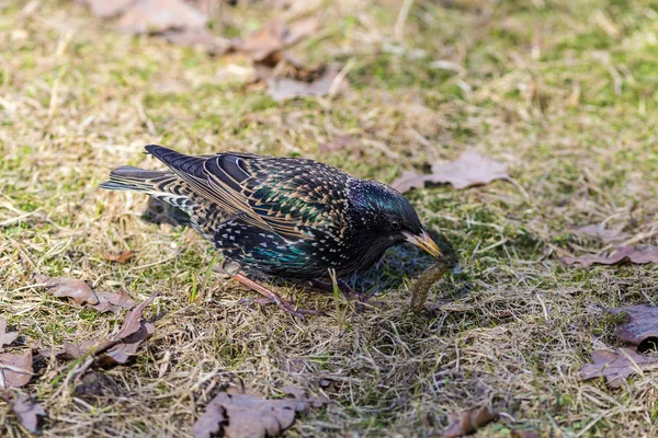 Spreeuw met een rups — Stockfoto