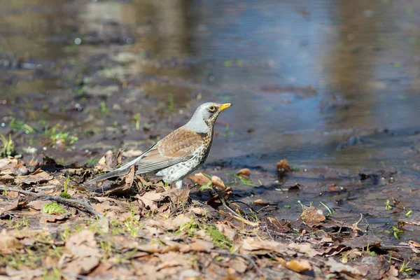 Feldforschung in der Nähe des Wassers — Stockfoto