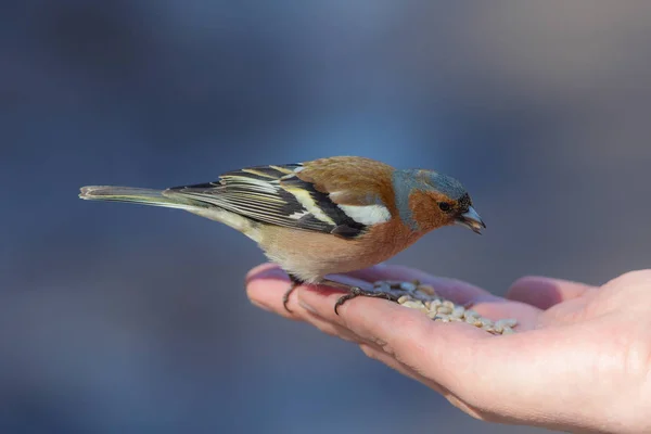 Hungry finch on the palm — Stock Photo, Image