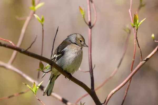 Chaffinch on a spring branch — Stock Photo, Image