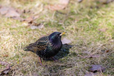 meraklı starling portre