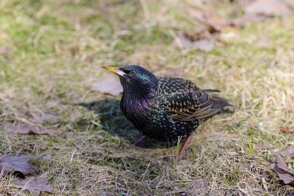 Portrait of a curious starling closeup — Stock Photo, Image