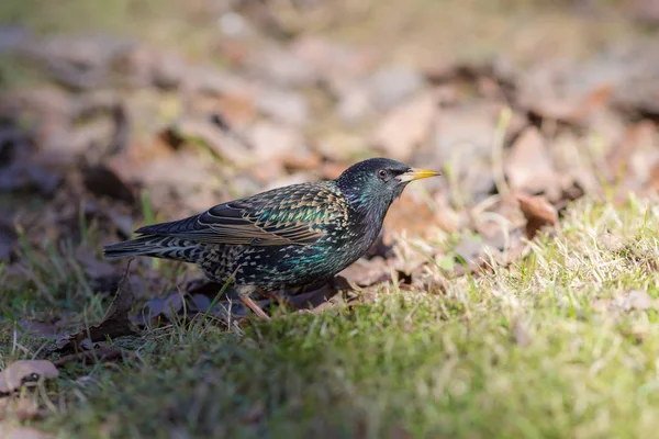 Nyfiken starling på våren gräs — Stockfoto