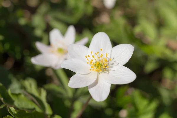 Anêmona branca na primavera — Fotografia de Stock