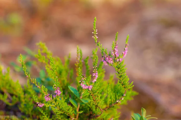 Flowering heather closeup — Stock Photo, Image