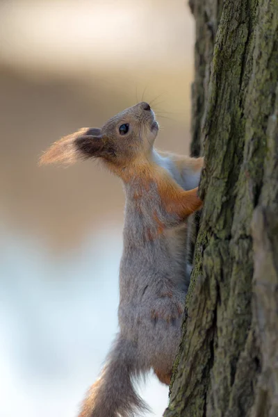 Wiewiórka na pniu drzewa — Zdjęcie stockowe