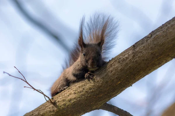 Scoiattolo nero su un albero — Foto Stock