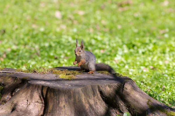 Ardilla en un cáñamo — Foto de Stock