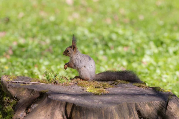 Σκίουρος σε ένα πάρκο την άνοιξη — Φωτογραφία Αρχείου