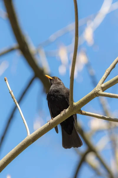 Merle noir sur le fond du ciel — Photo