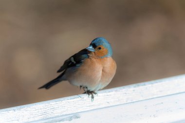 Beyaz bir bankta ispinoz