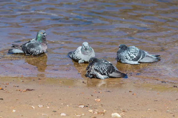 Bain pour pigeons — Photo