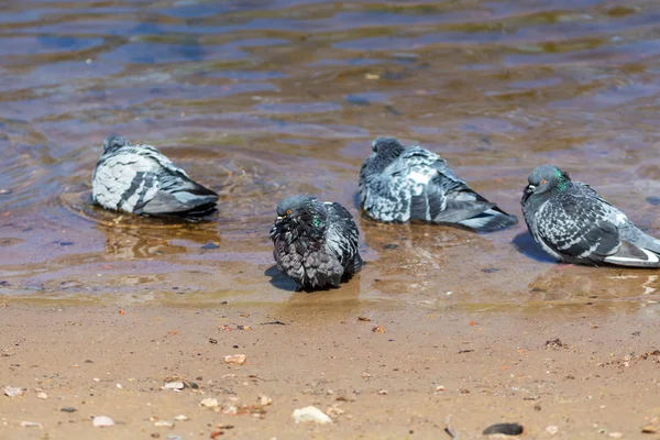 Galambok állománya a vízben — Stock Fotó