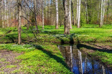 Çiçekli bahar manzarası