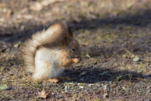 Écureuil manger des graines — Photo
