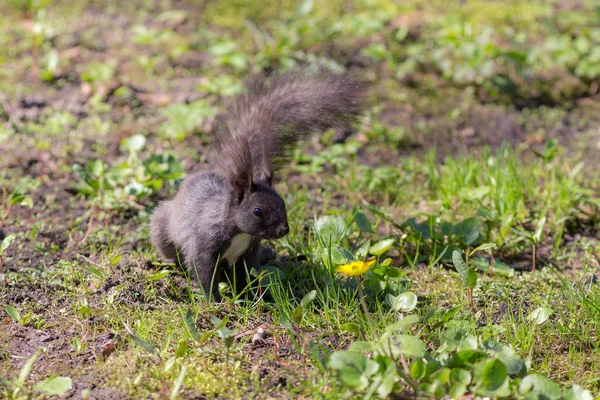 Esquilo preto em uma grama de primavera — Fotografia de Stock