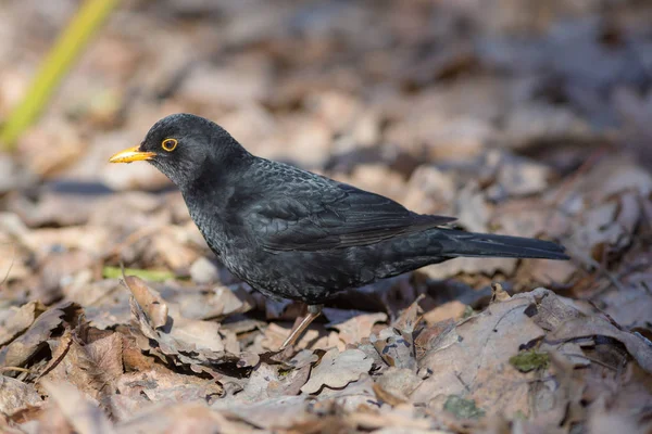 Portret zbliżenie blackbird — Zdjęcie stockowe