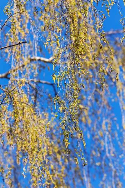 Feuilles de bouleau au printemps — Photo