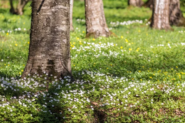 Jarní květiny v trávě — Stock fotografie