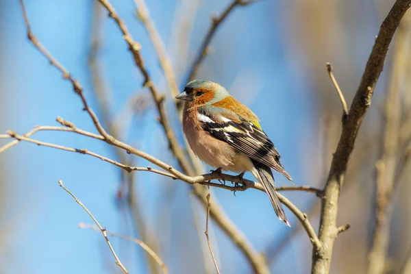 Portrait of a chaffinch on a branch — Stock Photo, Image