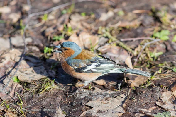 Portrait of the chaffinch — Stock Photo, Image