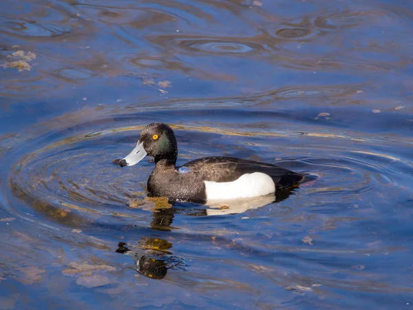 Ente im blauen Wasser — Stockfoto