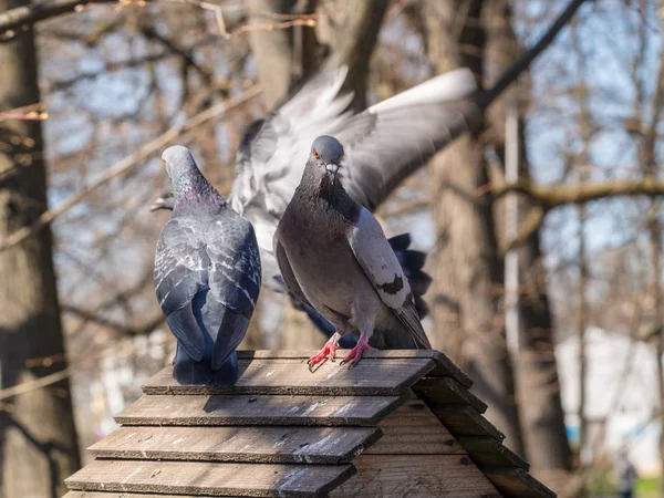 Pigeons on the roof — Stock Photo, Image