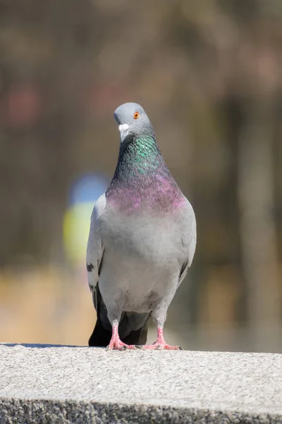 Taube sitzt auf einem Stein — Stockfoto