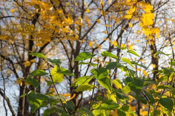 Groen en geel — Stockfoto