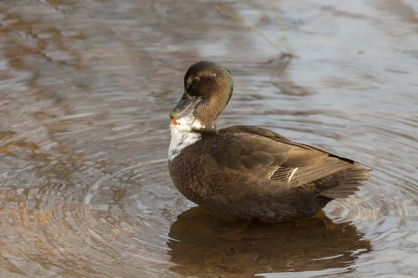 Ente im Wasser — Stockfoto