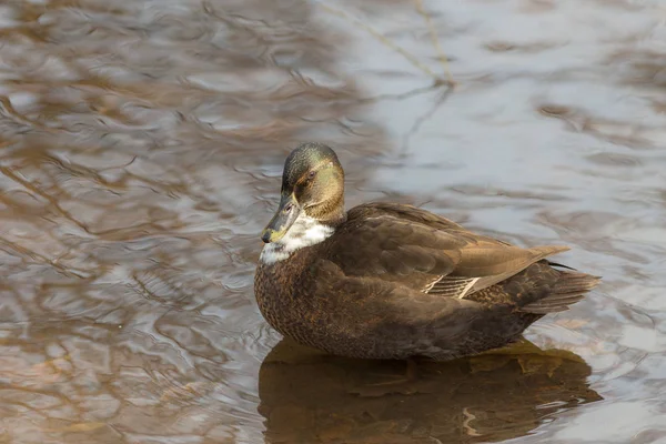 Ente mit dunklem Gefieder — Stockfoto