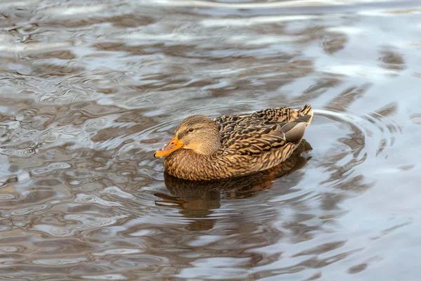 Canard nageur dans l'eau — Photo