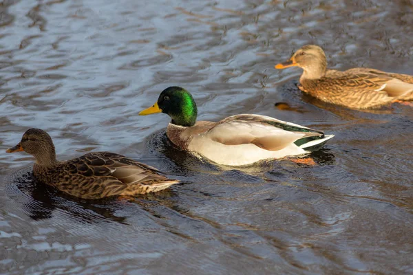 Three swimming ducks — Stock Photo, Image