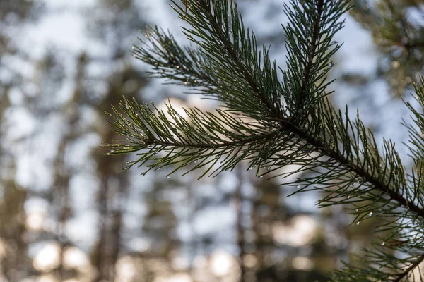 Pine branches after rain — Stock Photo, Image