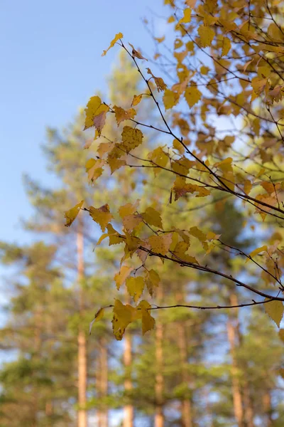 Branches de bouleau aux feuilles d'automne — Photo