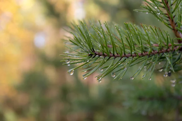 Wet pine branches close up — Stock Photo, Image