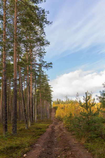 Foresta in ottobre — Foto Stock