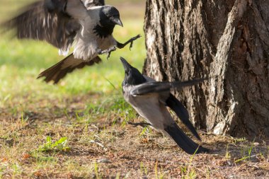 İki karga arasında dövüş